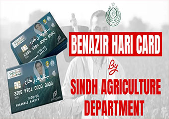 Awesome Benazir Hari Card by Sindh Agri Image