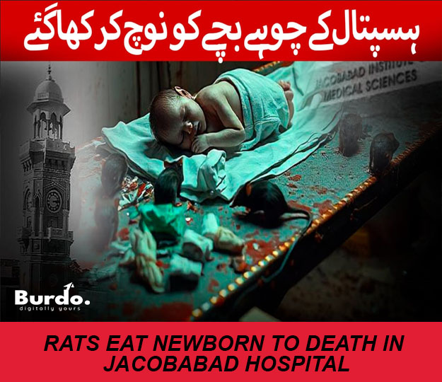Awesome Rats Eat New Born Image